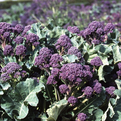 Picture of Broccoli Rudolph